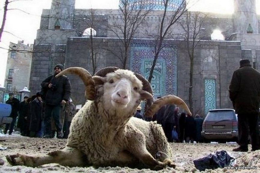 Все о жертвоприношении и празднике Курбан-байрам